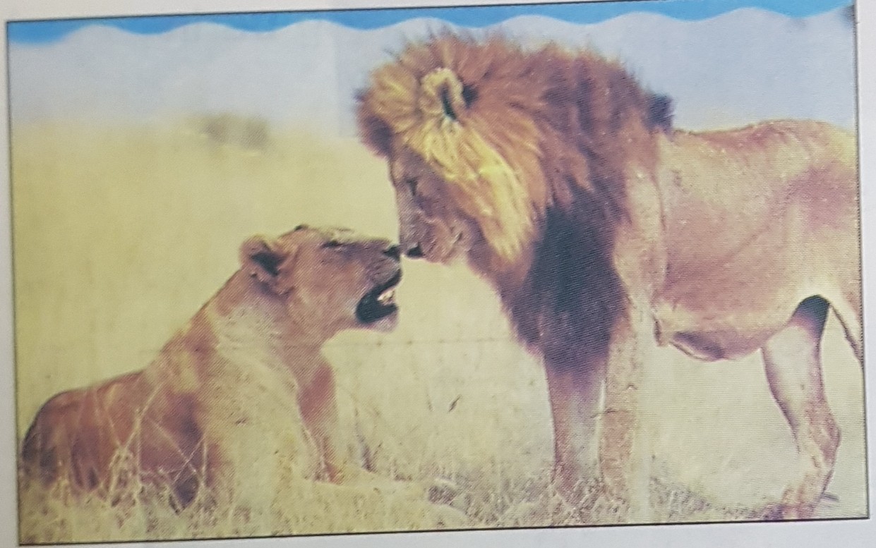 Giải bài tập SGK môn Tự nhiên xã hội 3 bài 55: Thú (Tiếp theo)