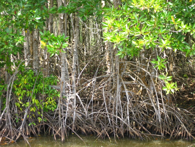 Giải bài tập SGK môn Tự nhiên xã hội 3 bài 56-57: Thực hành: Đi thăm thiên nhiên