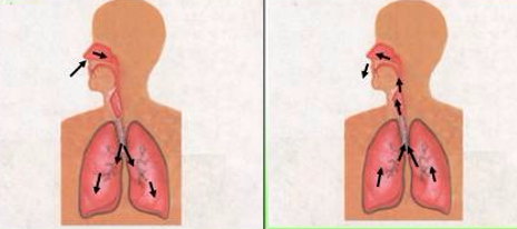 Giải vở bài tập môn Tự nhiên xã hội 3 bài 1: Hoạt động thở và cơ quan hô hấp