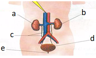 Giải vở bài tập môn Tự nhiên xã hội 3 bài 10: Hoạt động bài tiết nước tiểu