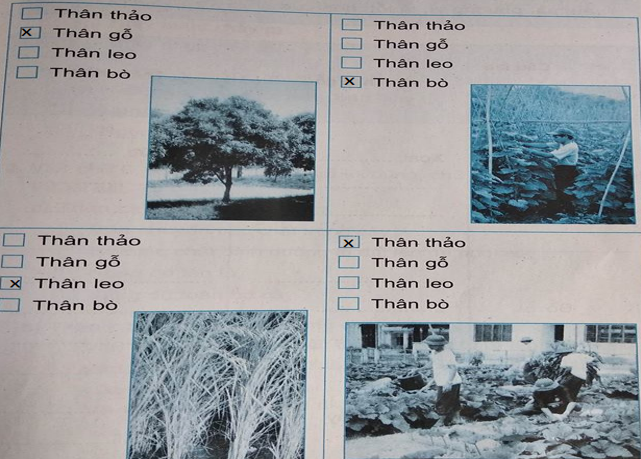 Giải vở bài tập môn Tự nhiên xã hội 3 bài 41: Thân cây