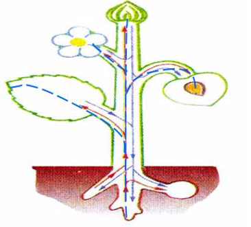 Giải vở bài tập môn Tự nhiên xã hội 3 bài 42: Thân cây (Tiếp theo)