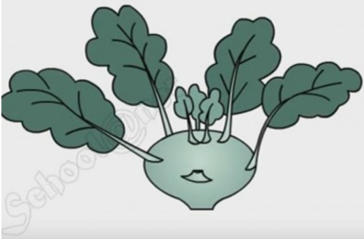 Giải vở bài tập môn Tự nhiên xã hội 3 bài 43: Rễ cây