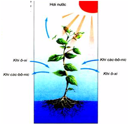 Giải vở bài tập môn Tự nhiên xã hội 3 bài 46: Khả năng kì diệu của lá cây