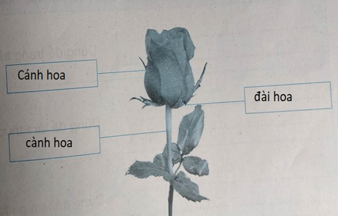 Giải vở bài tập môn Tự nhiên xã hội 3 bài 47: Hoa