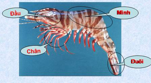 Giải vở bài tập môn Tự nhiên xã hội 3 bài 51: Tôm, cua