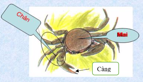 Giải vở bài tập môn Tự nhiên xã hội 3 bài 51: Tôm, cua