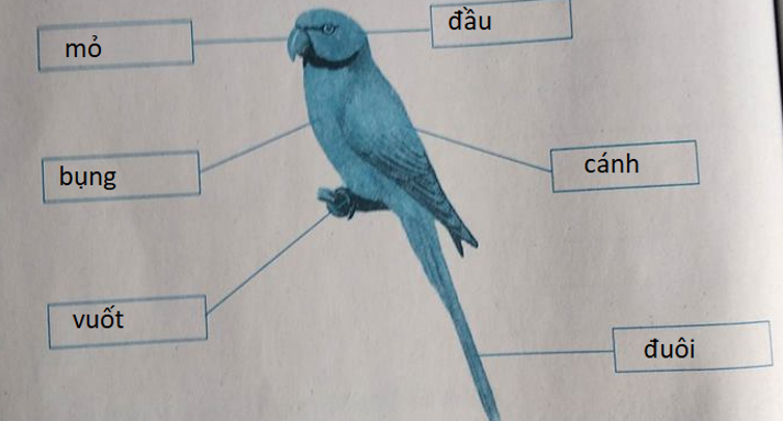 Giải vở bài tập môn Tự nhiên xã hội 3 bài 53: Chim