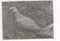 Giải vở bài tập Tiếng Việt 2 tuần 22: Tập làm văn