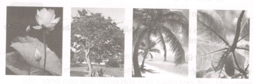 Giải vở bài tập Tiếng Việt lớp 2 tập 2 tuần 35 - tiết 9 