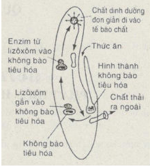 Giải bài tập SBT Sinh học 11: Bài tập có lời giải trang 23