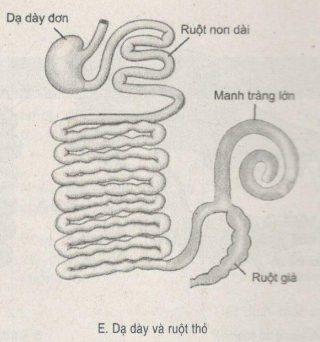 Giải bài tập SBT Sinh học 11: Bài tập có lời giải trang 23