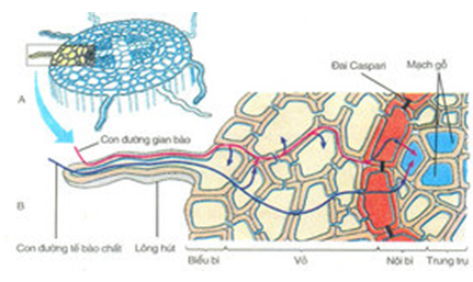 Giải bài tập SBT Sinh học 11: Bài tập tự giải trang 15