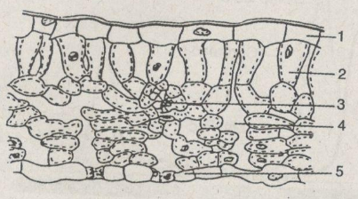 Giải bài tập SBT Sinh học 11: Bài tập tự giải trang 15