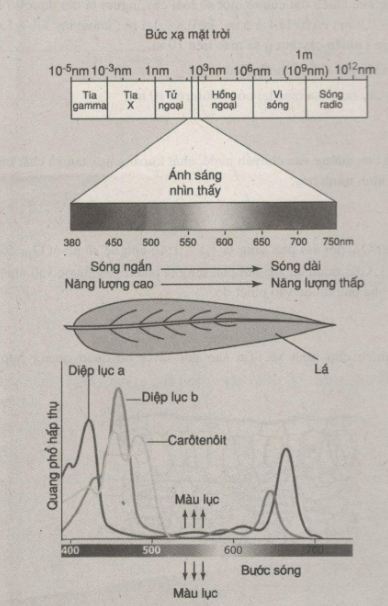 Giải bài tập SBT Sinh học 11: Bài tập tự giải trang 15
