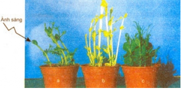 Giải bài tập SBT Sinh học 11: Bài tập có lời giải trang 43