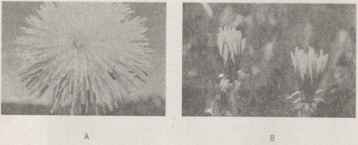 Giải bài tập SBT Sinh học 11: Bài tập có lời giải trang 43