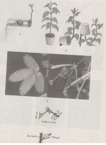 Giải bài tập SBT Sinh học 11: Bài tập có lời giải trang 43