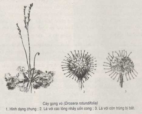 Giải bài tập SBT Sinh học 11: Bài tập có lời giải trang 43