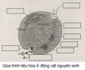 Giải bài tập SBT Sinh học 11: Bài tập tự giải trang 34