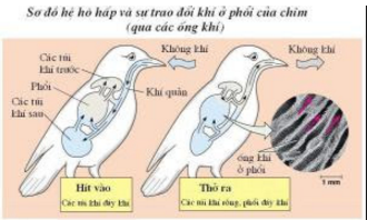Giải bài tập SBT Sinh học 11: Bài tập tự giải trang 34
