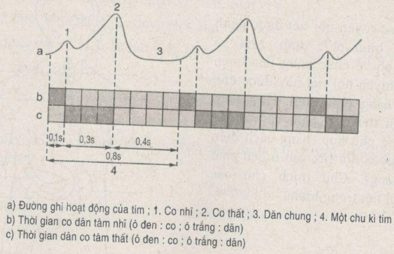 Giải bài tập SBT Sinh học 11: Bài tập tự giải trang 34