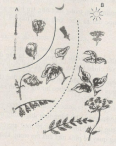 Giải bài tập SBT Sinh học 11 trang 51