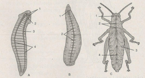 Giải bài tập SBT Sinh học 11 trang 62