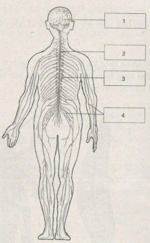 Giải bài tập SBT Sinh học 11 trang 62