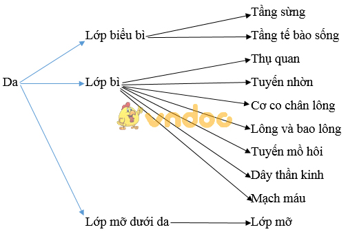 Giải bài tập SGK Sinh học 8 bài 41: Cấu tạo và chức năng của da