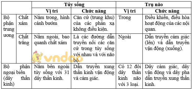 Giải bài tập SGK Sinh học 8 bài 46: Trụ não, tiểu não, não trung gian