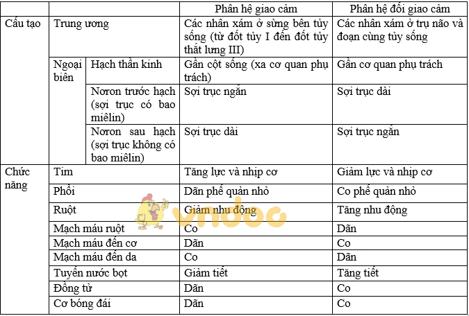 Giải bài tập SGK Sinh học 8 bài 48: Hệ thần kinh sinh dưỡng