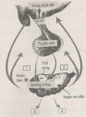 Giải bài tập SBT Sinh học 11 trang 101