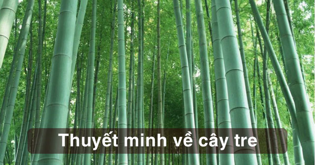 Bài văn mẫu lớp 9: Thuyết minh về cây tre Việt Nam
