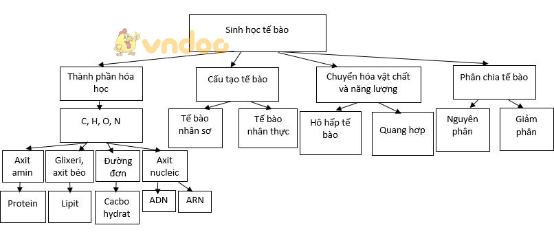 Giải bài tập SGK Sinh học 10 bài 21: Ôn tập phần sinh học tế bào