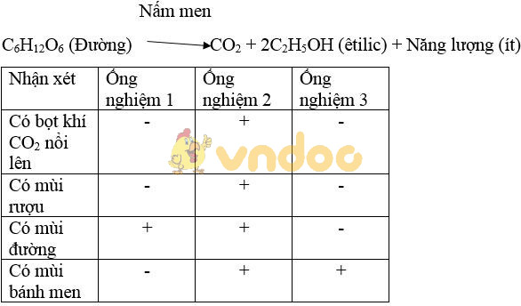 Giải bài tập SGK Sinh học 10 bài 24: Thực hành: Lên men êtilic và lactic