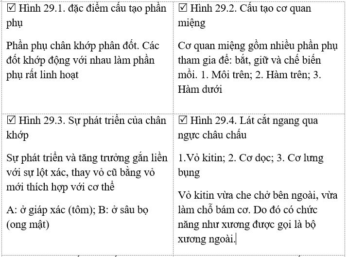 Giải bài tập VBT Sinh học 7 bài 29