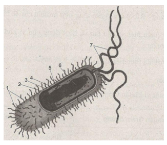 Giải bài tập SBT Sinh học 10 trang 33