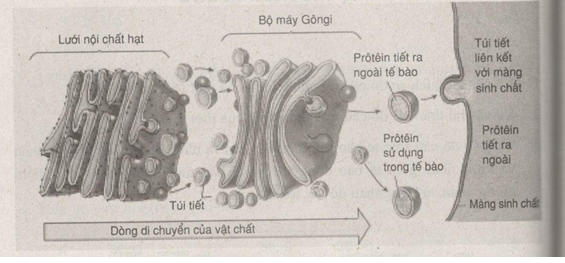 Giải bài tập SBT Sinh học 10 trang 131