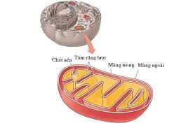 Giải bài tập SBT Sinh học 10 trang 131