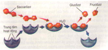Giải bài tập SBT Sinh học 10 trang 146