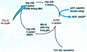 Giải bài tập SBT Sinh học 10 trang 146
