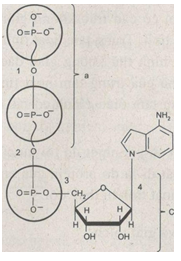 Giải bài tập SBT Sinh học 10 trang 50