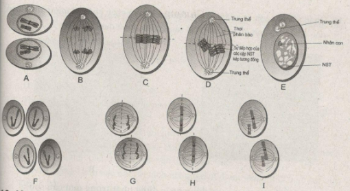 Giải bài tập SBT Sinh học 10 trang 154