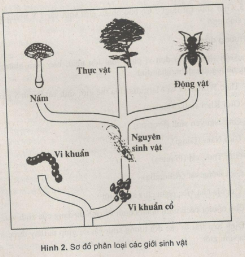 Giải bài tập SBT Sinh học 10 trang 5