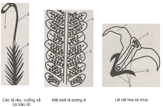 Giải bài tập SBT Sinh học 10 trang 5
