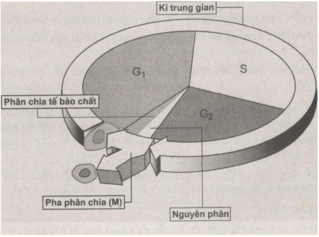 Giải bài tập SBT Sinh học 10 trang 66