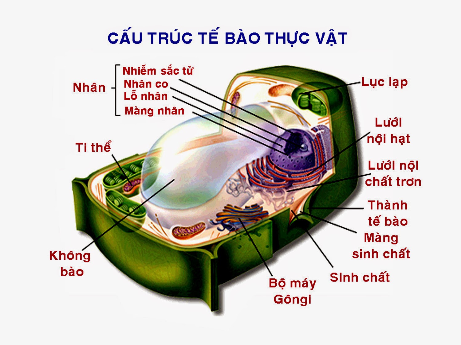 Bao какой. Bao2 строение. Структура bao. Графическая структура bao. Структура bao рисунок.