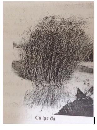 Đề kiểm tra 15 phút Sinh học lớp 6 học kì 1