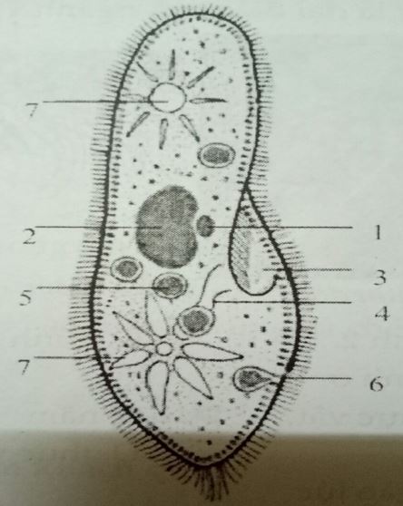 Đề kiểm tra Sinh học 7